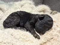 Vader, a male Labradoodle for sale in Houston, TX – Photo 2 of 2