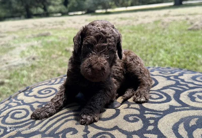 Molly – Labradoodle puppy for sale in Houston, TX