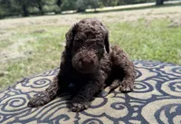 Molly, a female Labradoodle for sale in Houston, TX – 3 of 4