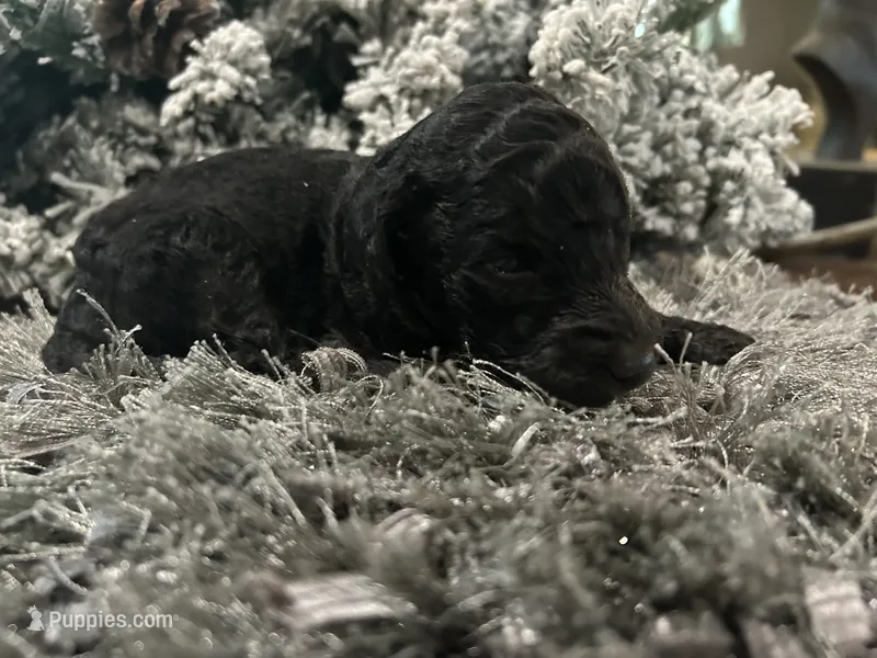 Rex – Goldendoodle puppy for sale in Houston, TX