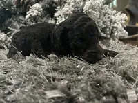 Rex, a male Goldendoodle for sale in Houston, TX – 1 of 1