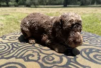 Cooper, a male Labradoodle for sale in Houston, TX – 3 of 4