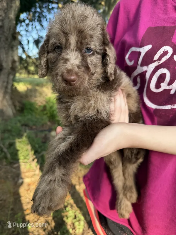 Mia – Labradoodle puppy for sale in Houston, TX