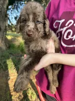 Mia, a female Labradoodle for sale in Houston, TX – 1 of 4