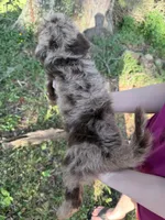 Mia, a female Labradoodle for sale in Houston, TX – 2 of 4