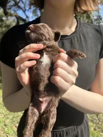 Spot, a male Labradoodle for sale in Houston, TX – Photo 4 of 4