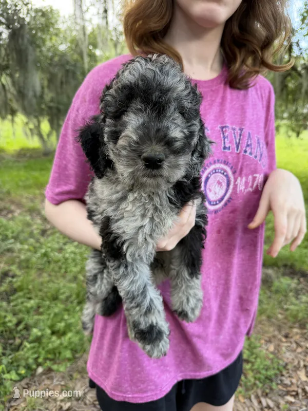 Max – Goldendoodle puppy for sale in Houston, TX