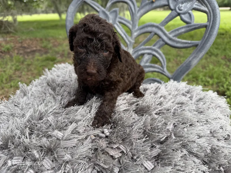Wookie – Goldendoodle puppy for sale in Houston, TX