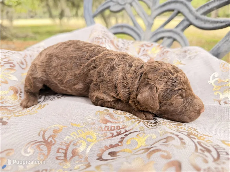 Wookie – Goldendoodle puppy for sale in Houston, TX