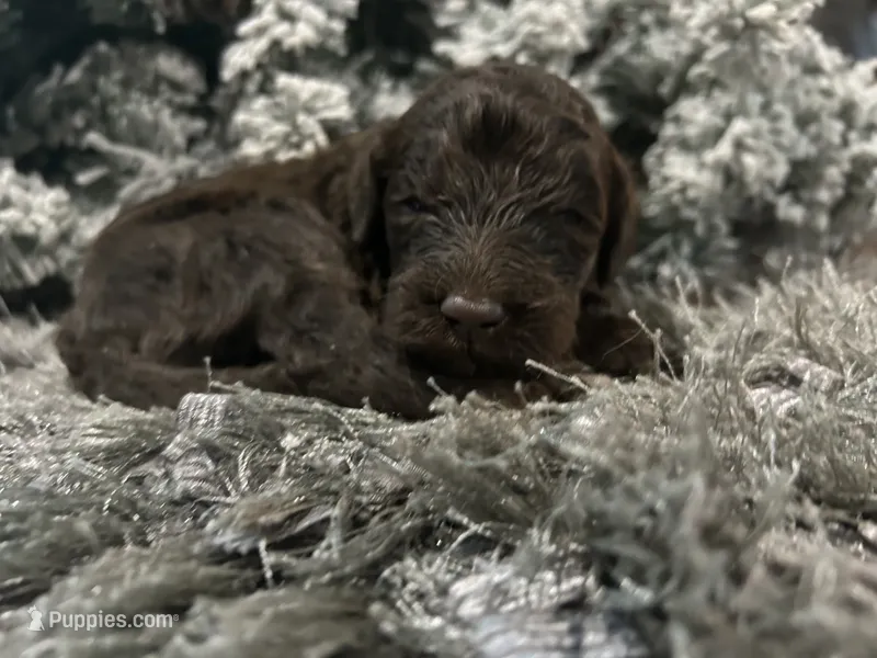 Max – Goldendoodle puppy for sale in Houston, TX