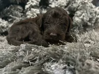 Max, a male Goldendoodle for sale in Houston, TX – 1 of 1