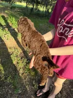 Molly, a female Labradoodle for sale in Houston, TX – 2 of 4