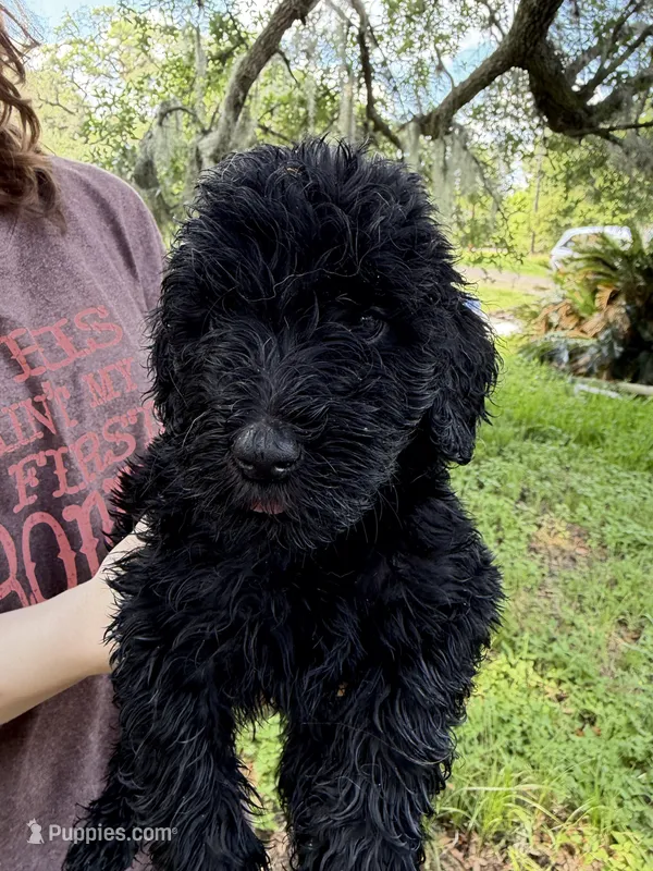 Vader – Goldendoodle puppy for sale in Houston, TX