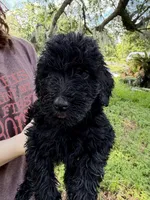 Vader, a male Goldendoodle for sale in Houston, TX – 1 of 3