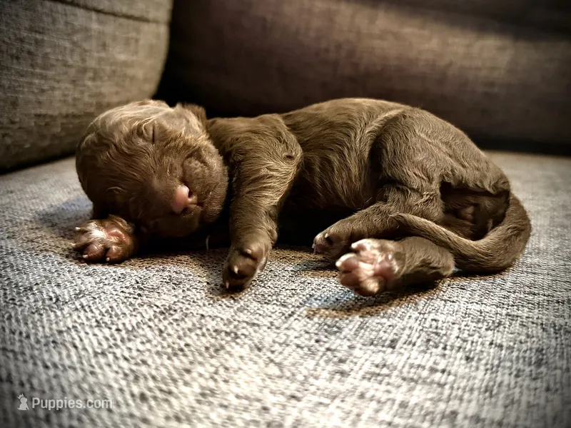Molly – Labradoodle puppy for sale in Houston, TX