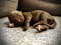 Molly, a female Labradoodle for sale in Houston, TX – 1 of 1