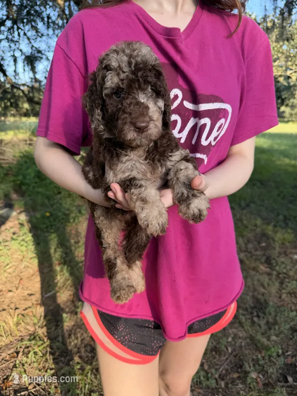 Cooper – Labradoodle puppy for sale in Houston, TX