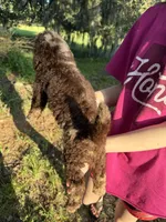 Cooper, a male Labradoodle for sale in Houston, TX – 2 of 4