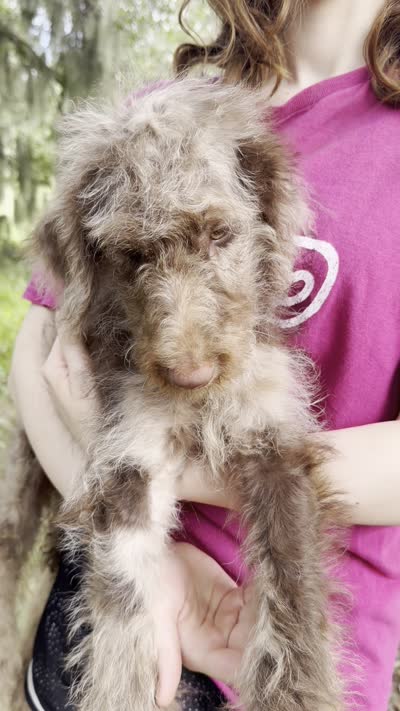 Mia, a female Labradoodle for sale in Houston, TX – 3 of 8