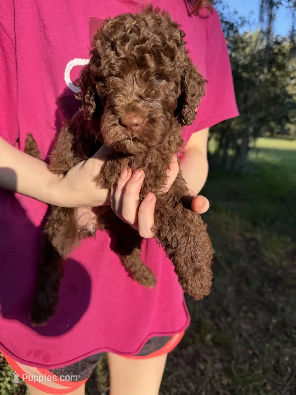 Molly – Labradoodle puppy for sale in Houston, TX