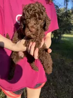Molly, a female Labradoodle for sale in Houston, TX – 1 of 4