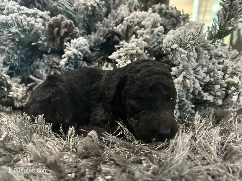Coco – Goldendoodle puppy for sale in Houston, TX