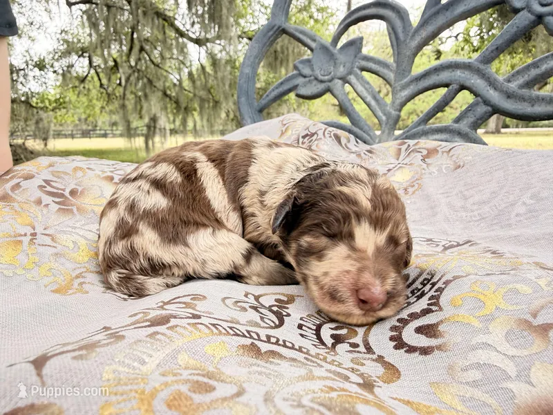 leah – Goldendoodle puppy for sale in Houston, TX