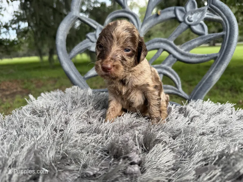 leah – Goldendoodle puppy for sale in Houston, TX