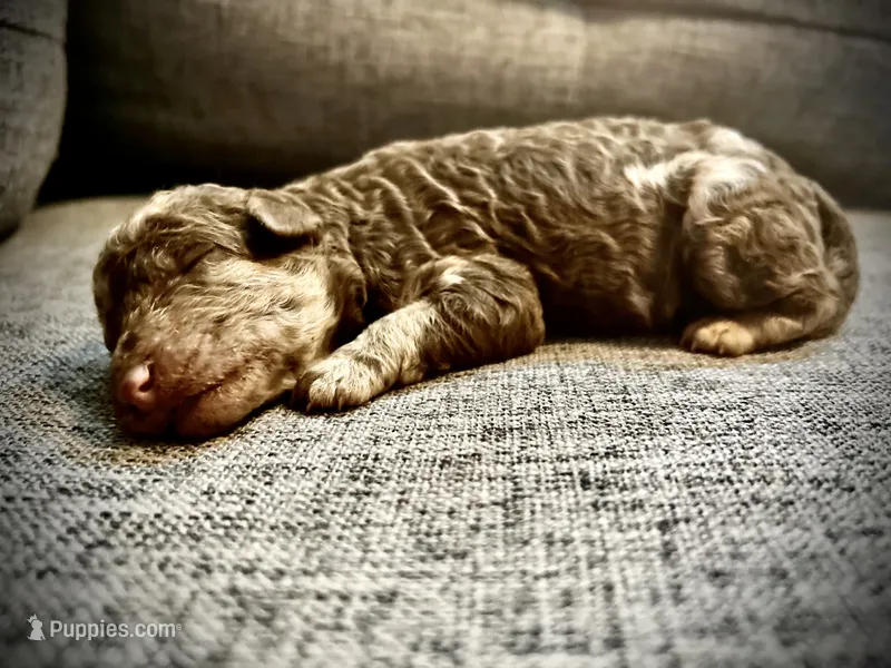 Cooper – Labradoodle puppy for sale in Houston, TX