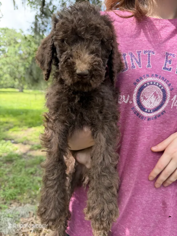 Wookie – Goldendoodle puppy for sale in Houston, TX