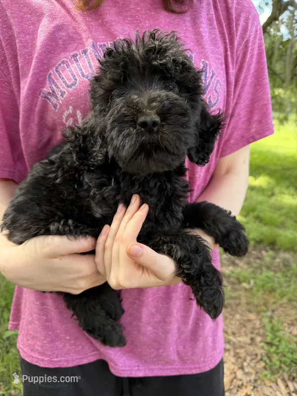 Vader – Goldendoodle puppy for sale in Houston, TX
