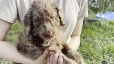 Mia, a female Labradoodle for sale in Houston, TX – 5 of 8