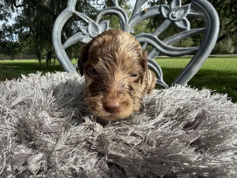 Reese – Goldendoodle puppy for sale in Houston, TX