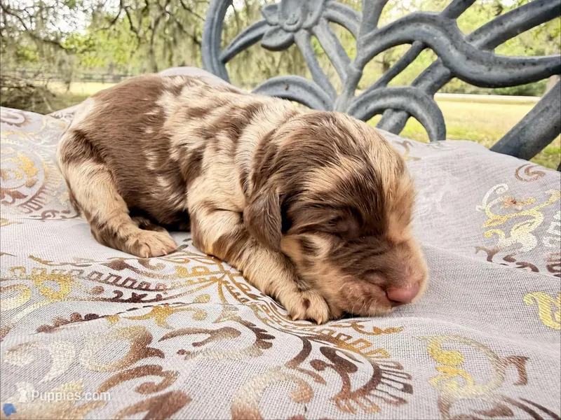 Reese – Goldendoodle puppy for sale in Houston, TX