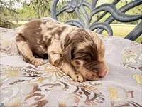 Reese, a male Goldendoodle for sale in Houston, TX – Photo 2 of 2