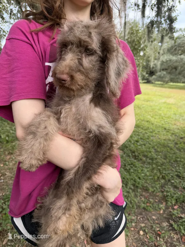 Mia – Labradoodle puppy for sale in Houston, TX