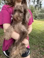 Mia, a female Labradoodle for sale in Houston, TX – 1 of 8
