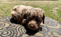 Mia, a female Labradoodle for sale in Houston, TX – 3 of 4