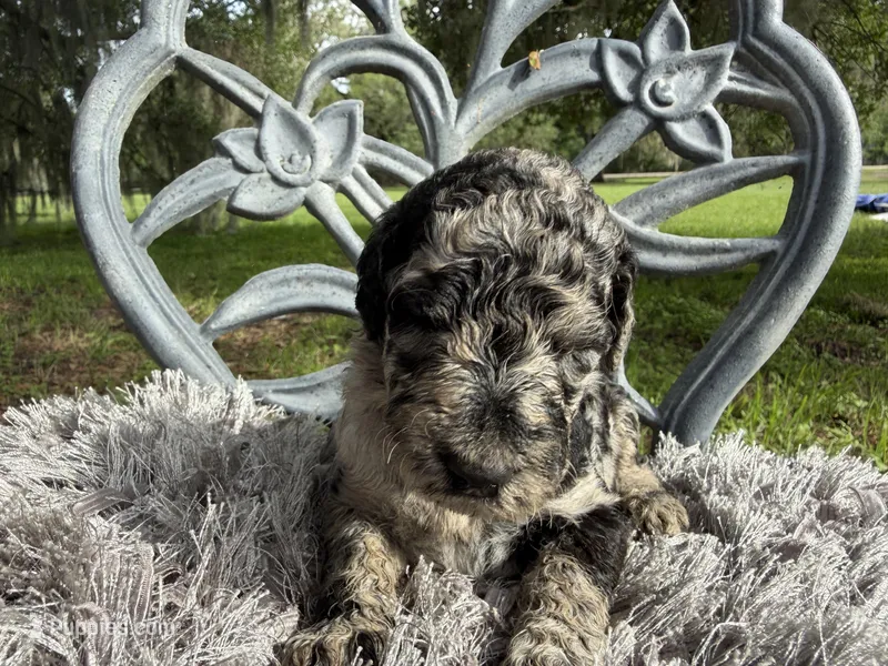 Max – Goldendoodle puppy for sale in Houston, TX