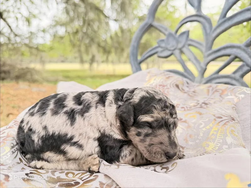 Max – Goldendoodle puppy for sale in Houston, TX