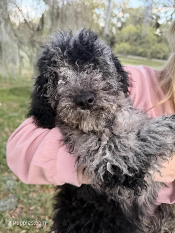 Trooper – Labradoodle puppy for sale in Houston, TX