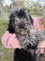 Trooper, a male Labradoodle for sale in Houston, TX – Photo 1 of 5