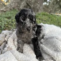 Trooper, a male Labradoodle for sale in Houston, TX – Photo 3 of 4