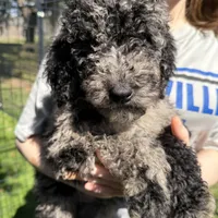 Trooper, a male Labradoodle for sale in Houston, TX – Photo 1 of 4