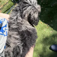 Trooper, a male Labradoodle for sale in Houston, TX – Photo 2 of 4