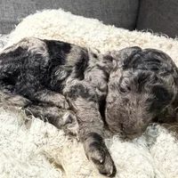 Trooper, a male Labradoodle for sale in Houston, TX – Photo 4 of 4