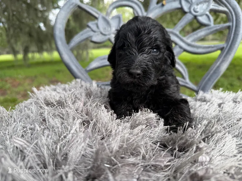 Vader – Goldendoodle puppy for sale in Houston, TX