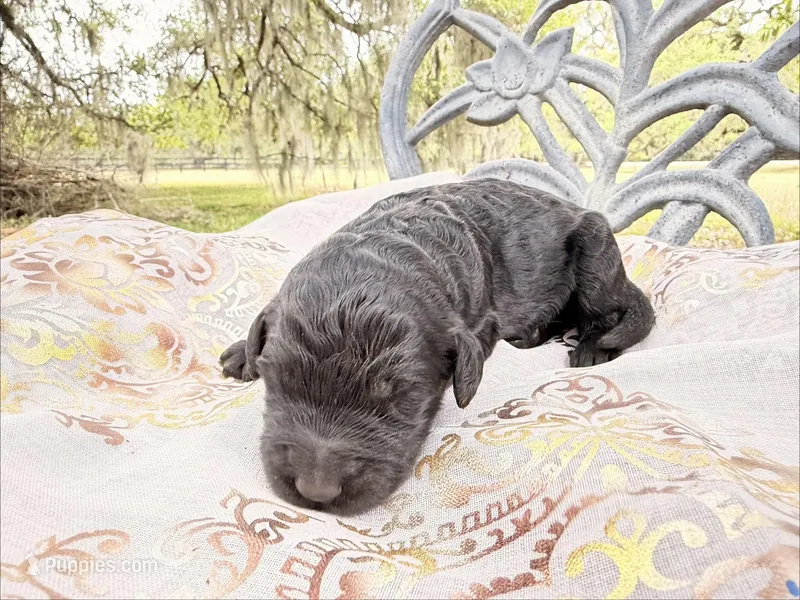 Vader – Goldendoodle puppy for sale in Houston, TX