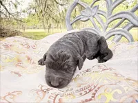 Vader, a male Goldendoodle for sale in Houston, TX – Photo 2 of 2