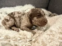 Simba, a male Labradoodle for sale in Houston, TX – Photo 2 of 2